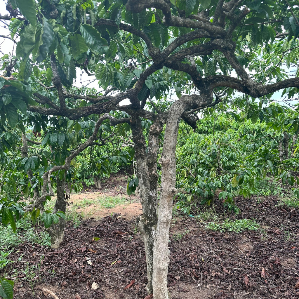 Coffee Wood Charcoal